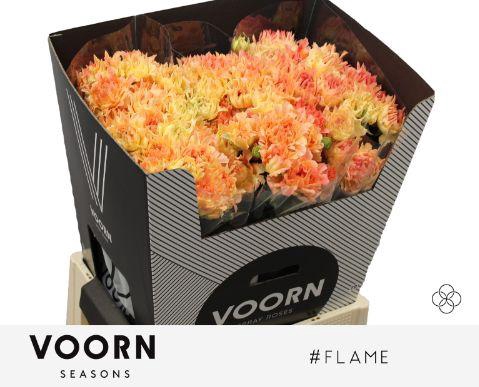<h4>R TR H FLAME</h4>