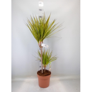 Dracaena marg. 'Sunray'