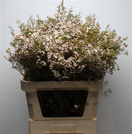 <h4>Chamelauc Mb Orchid</h4>
