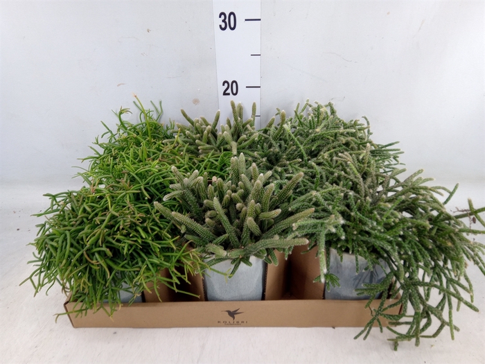 <h4>Rhipsalis   ...mix</h4>