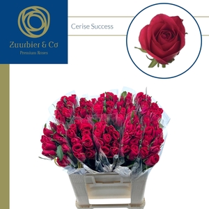 R GR Cerise Success 50