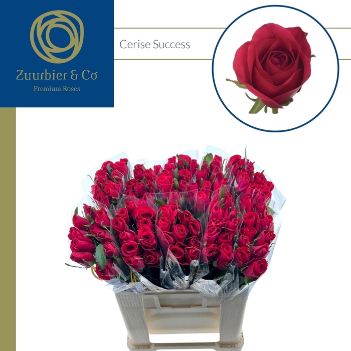 <h4>R GR Cerise Success 50</h4>