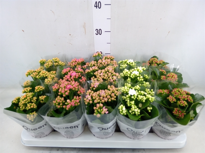 <h4>Kalanchoe blos.   ..rosebud mix  5</h4>