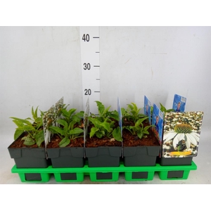 Echinacea purp. 'Powwow White'