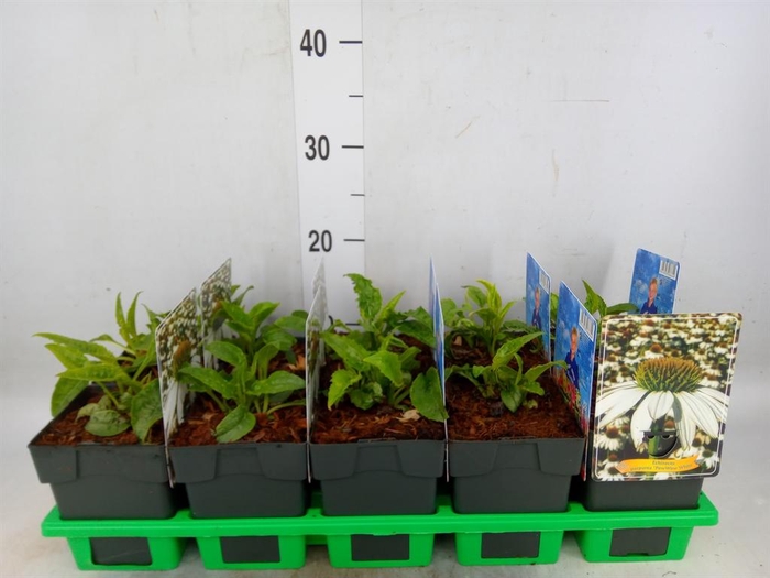 <h4>Echinacea purp. 'Powwow White'</h4>