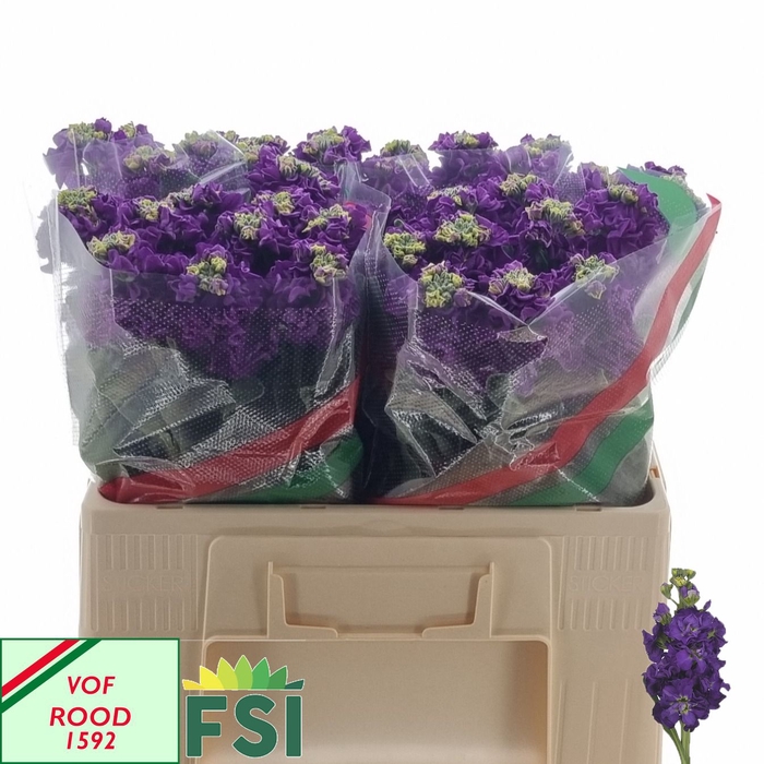 <h4>MATTH IRON PURPLE</h4>