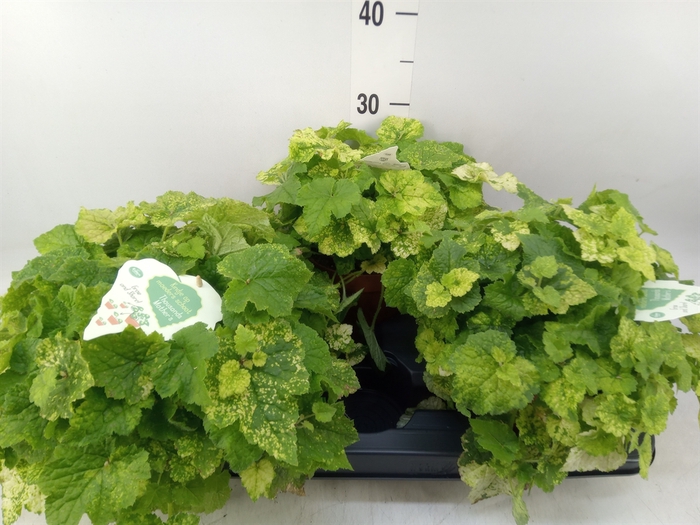 <h4>Tolmiea menziesii   ...variegated</h4>