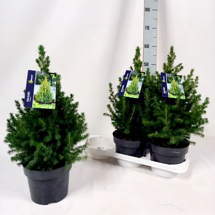 <h4>PICEA GL CONICA</h4>