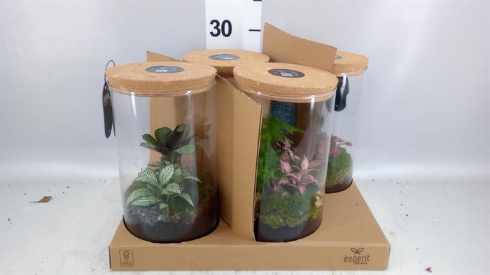 <h4>Arr. Planten H%</h4>