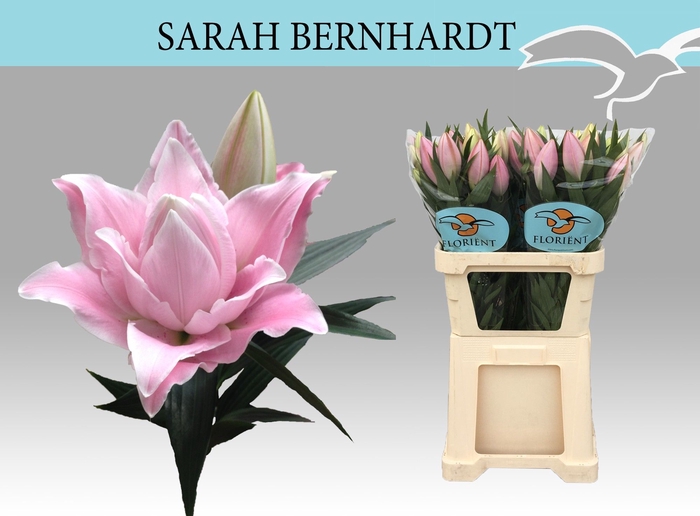 <h4>LI OR DU SARA BERNHA</h4>