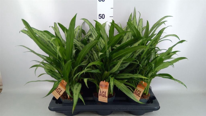 <h4>Aglaonema  'Cutlass'</h4>