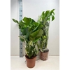 Monstera Deliciosa