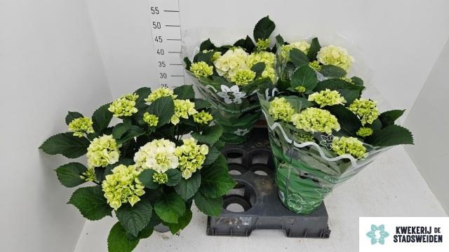 <h4>HYDR M SCHNEEBALL</h4>