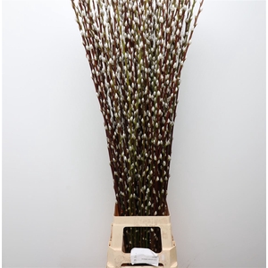 Salix Caprea Snow Flake (ch) Fresh!