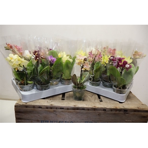 Phal Mini Mix