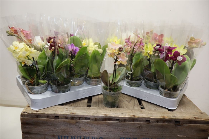 <h4>Phal Mini Mix</h4>
