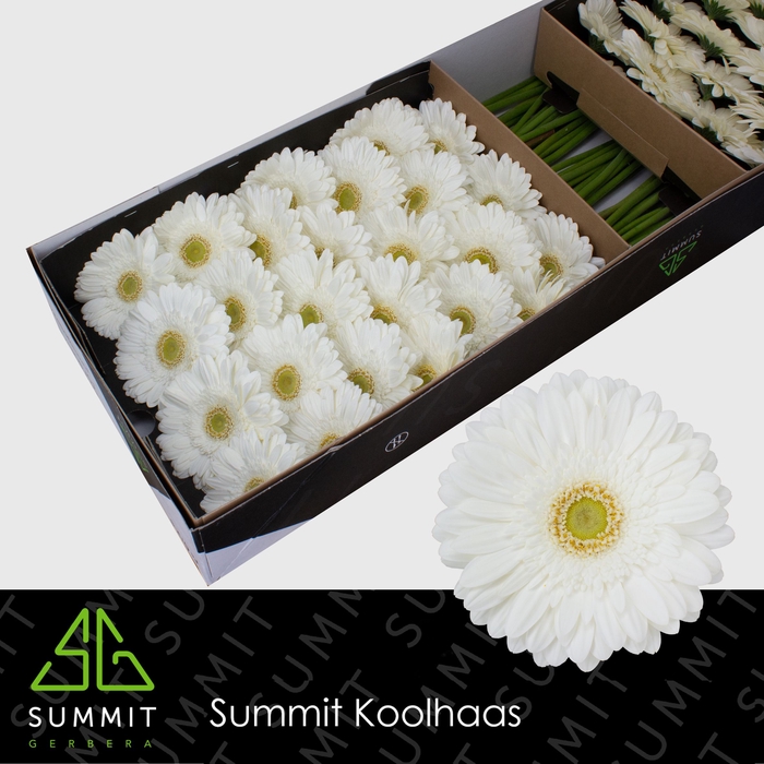 <h4>Gerbera Abe Half doos</h4>