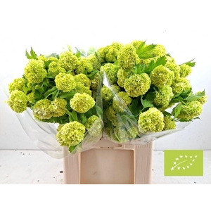 VIBURNUM ROSEUM ST 4+ BIOLOGISCH