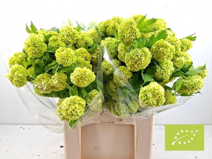 <h4>VIBURNUM ROSEUM ST 4+ BIOLOGISCH</h4>