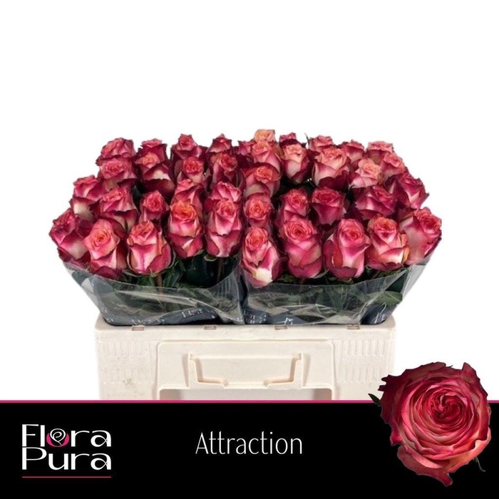 <h4>Rosa large attraction</h4>