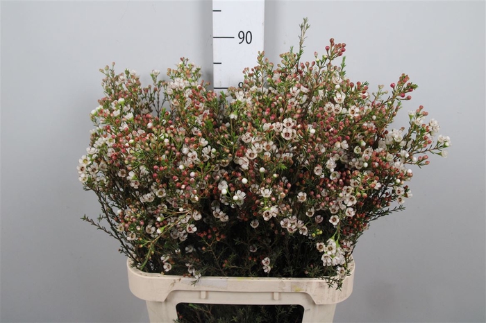 <h4>Chame Un Ella</h4>