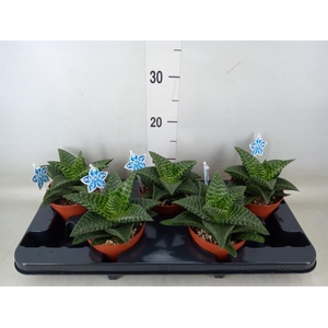 xGasteraloe  'Tiki Zilla'