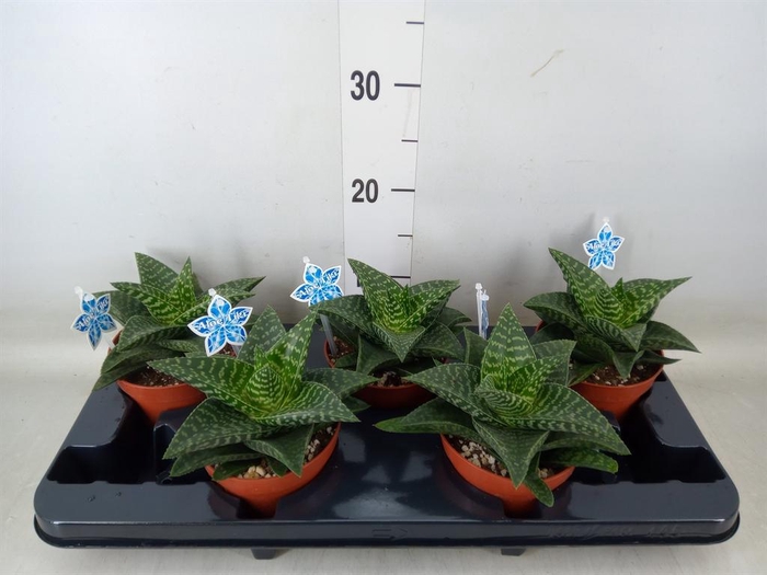 <h4>xGasteraloe  'Tiki Zilla'</h4>