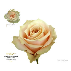 Rosa Premium Champagner