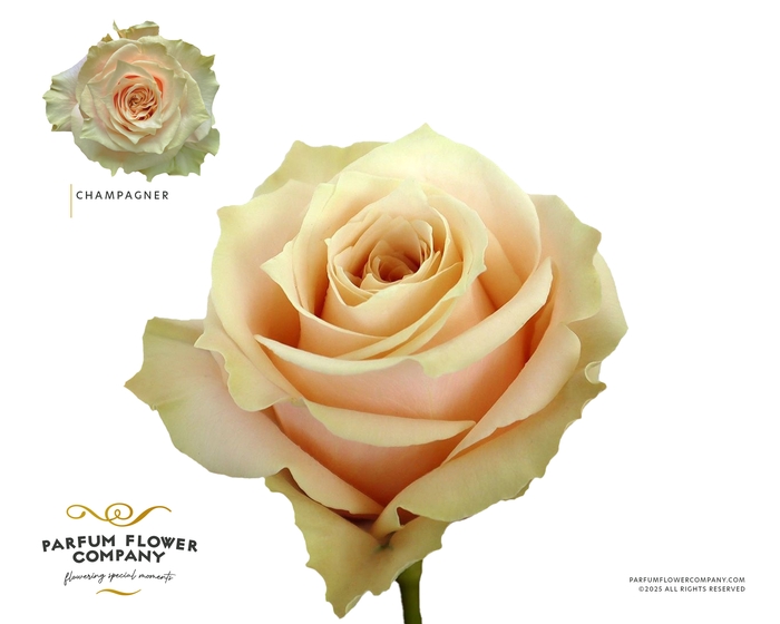 <h4>Rosa Premium Champagner</h4>