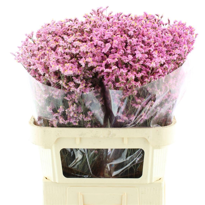 <h4>LIM SIN CHINA PINK</h4>