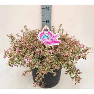 ABEL GRANDIFLORA