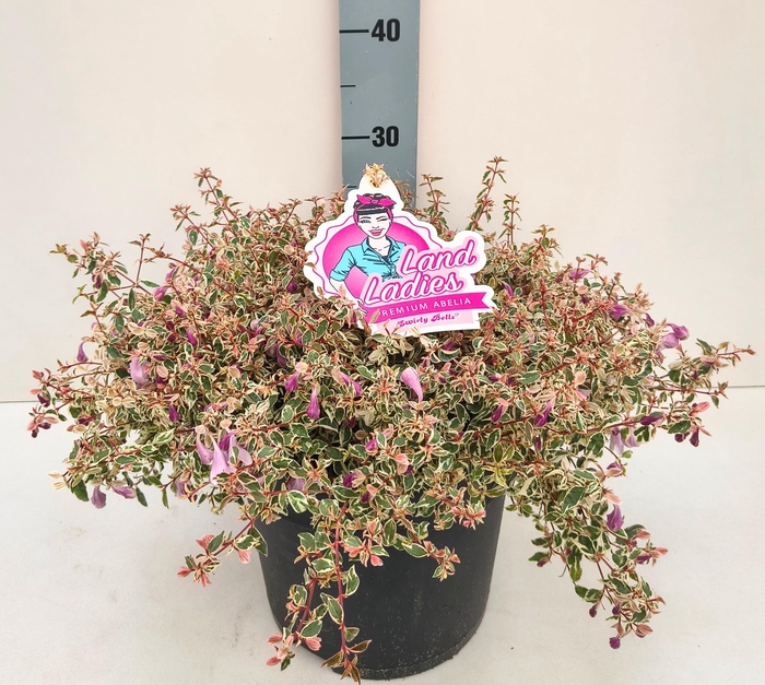 <h4>ABEL GRANDIFLORA</h4>