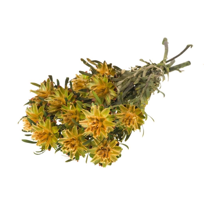 <h4>Plumosum Female Preserved Yellow Spring</h4>