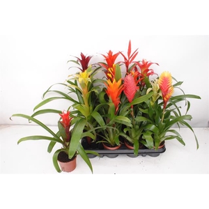 BROMELIA MIX P9