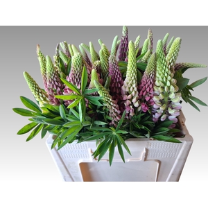 LUPINUS