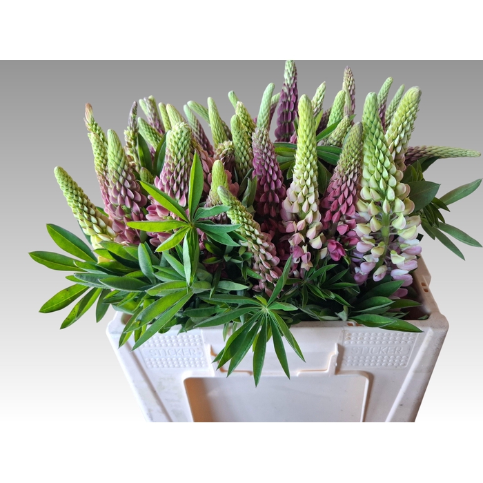 <h4>Lupinus</h4>