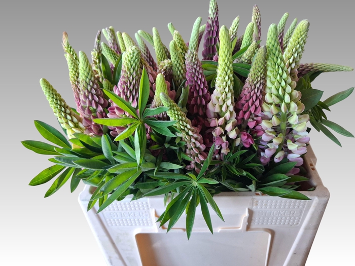 Lupinus