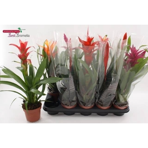 BROMELIA GEM
