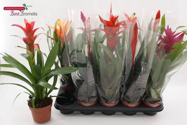 <h4>BROMELIA GEM</h4>