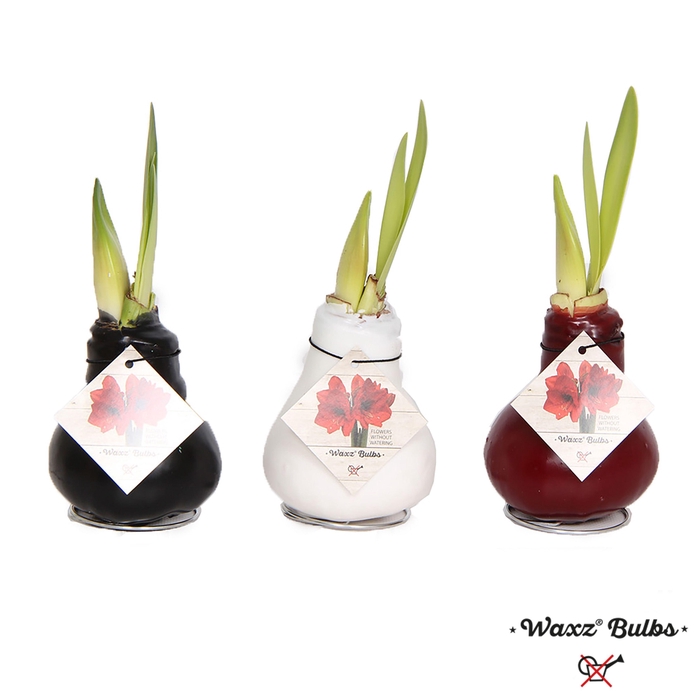 <h4>Waxz® Bulbs gemengde kleuren</h4>
