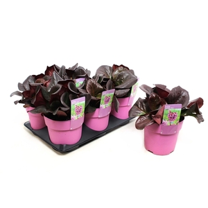 Bergenia Shoeshine Rose