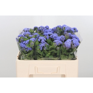 Ageratum Blue Planet