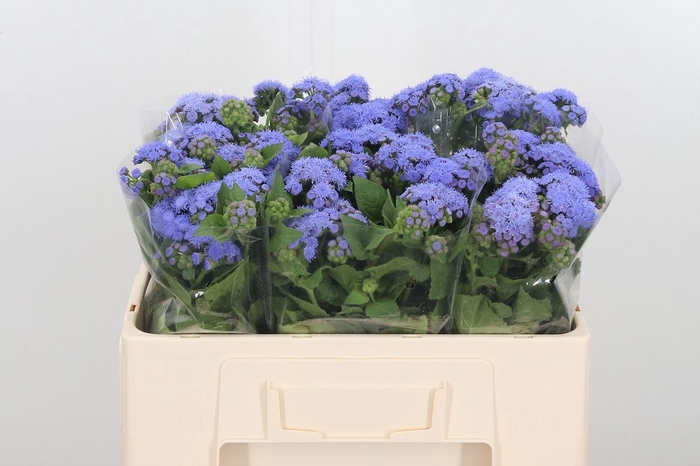 <h4>Ageratum Blue Planet</h4>