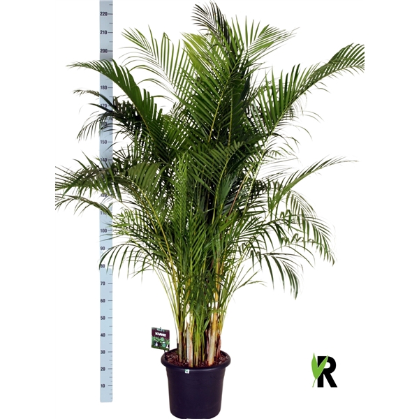 <h4>Dypsis lutescens</h4>