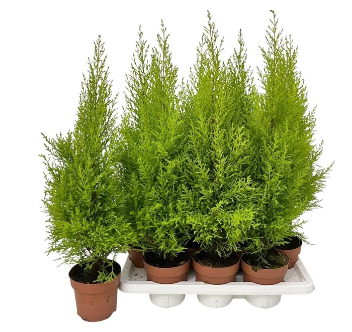 <h4>CUPR MA GOLDC WILMA</h4>