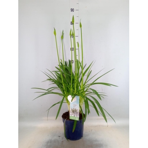 Agapanthus  'Amourette Superb Whit'