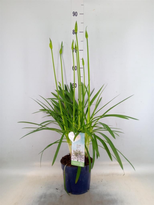 <h4>Agapanthus  'Amourette Superb Whit'</h4>