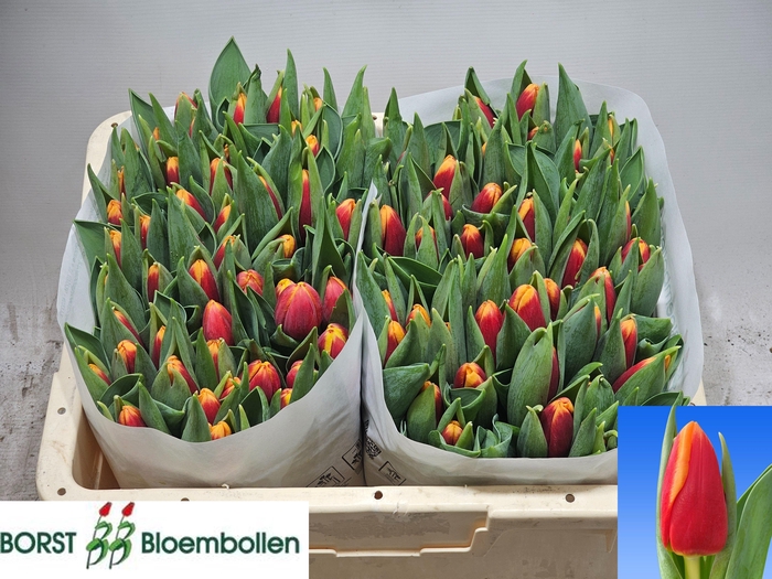 <h4>TU EN SPIRIT</h4>