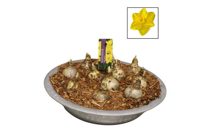 <h4>Bol op pot Narcis zinken schaal 29cm Lucky Number</h4>