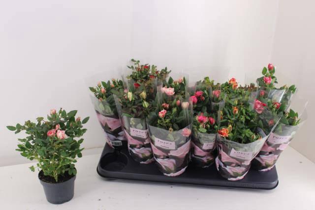 <h4>RO VICTORY GEM</h4>